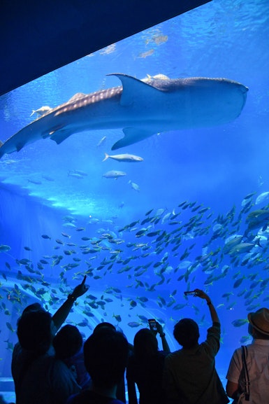 Okinawa Churaumi Aquarium