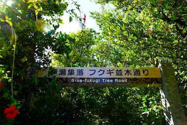 Bise Fukugi Tree Road