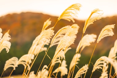 Sengokuhara Pampas Grass Fields