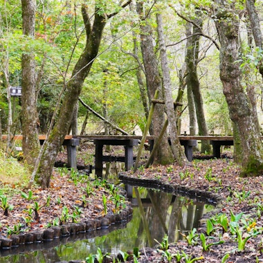 Hakone Botanical Garden of Wetlands